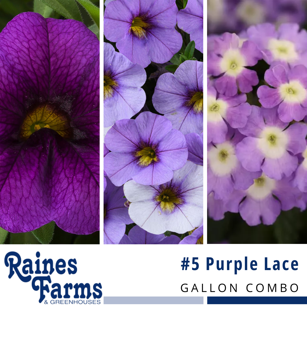 #5: Purple Lace Gallon Combo Pot